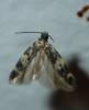 Apatema sp.